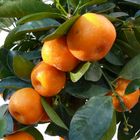 Calamondin - Zitruspflanze für Innen und Außen