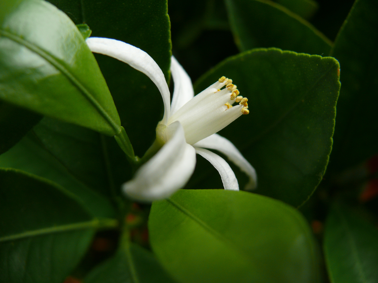 Calamondinblüte