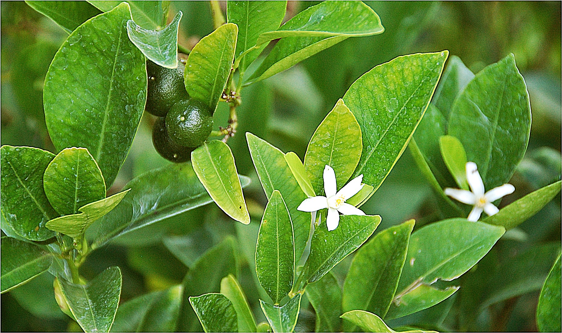 Calamondini