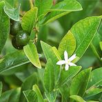 Calamondini