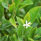 Calamondini 