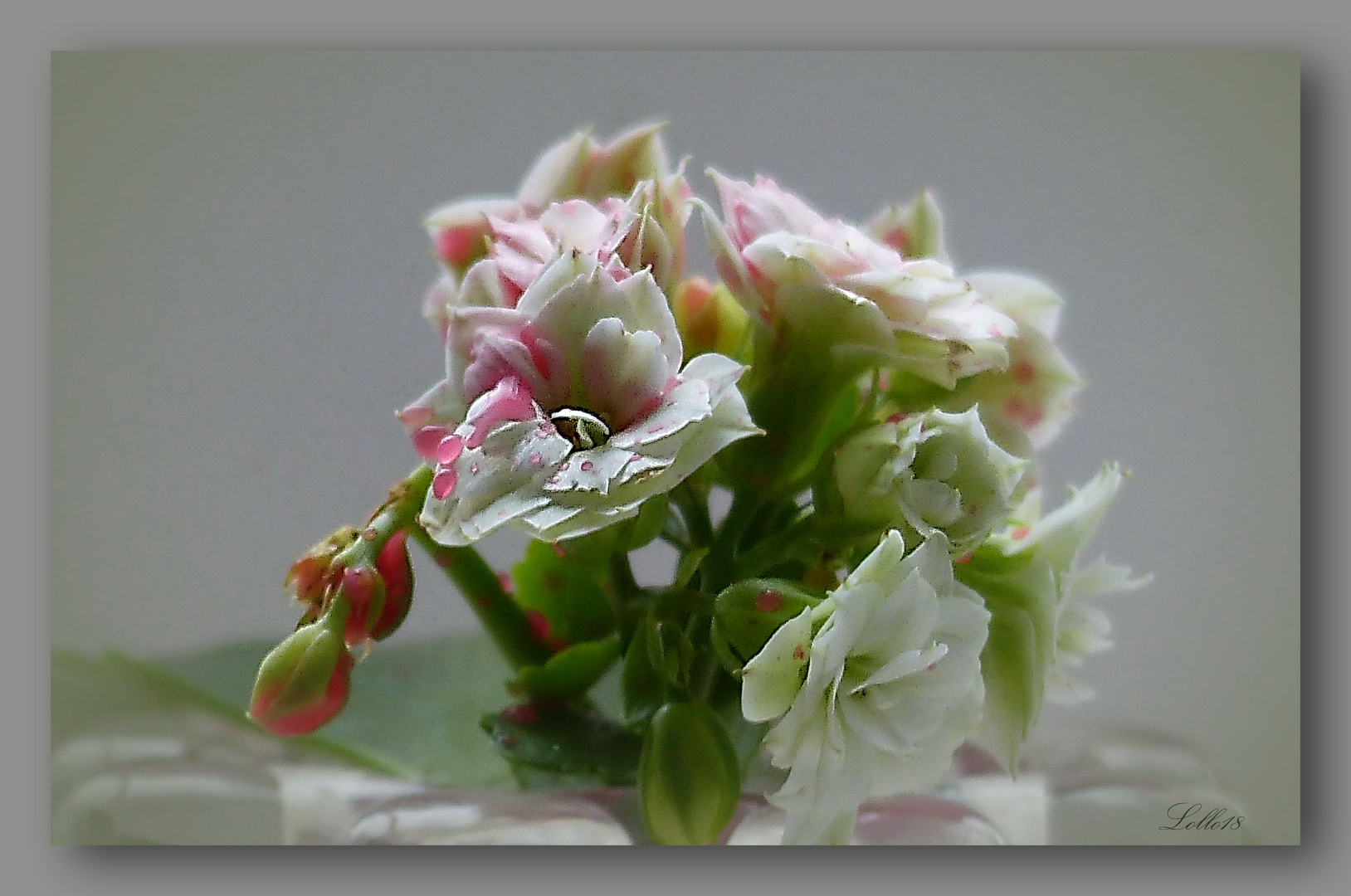 Calanchoe ...