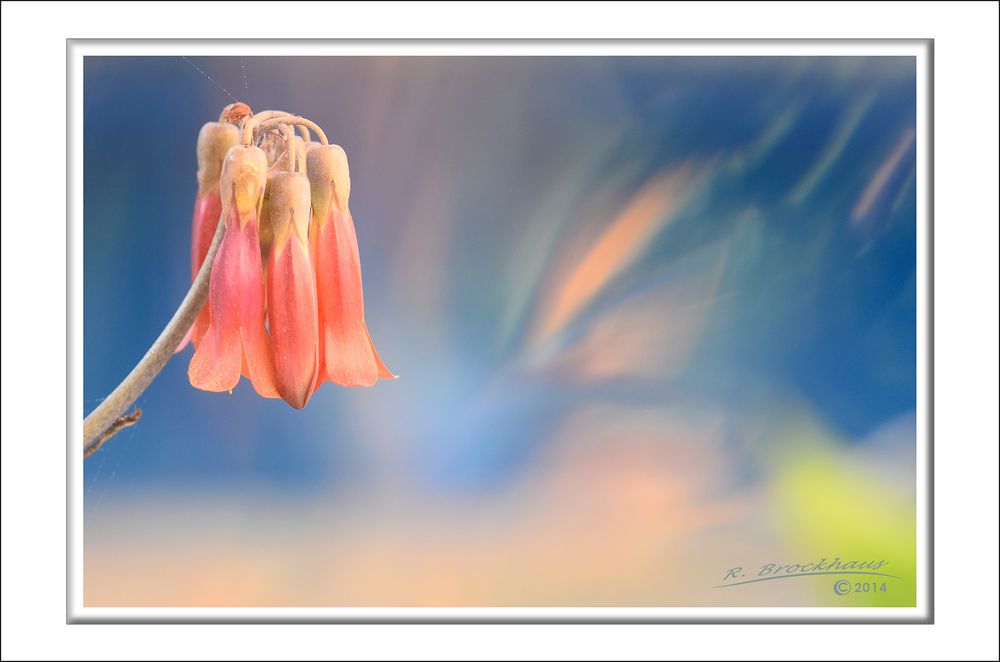 Calanchoe