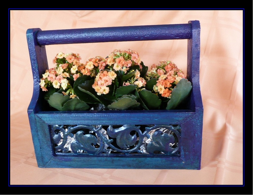 Calanchoe in blau