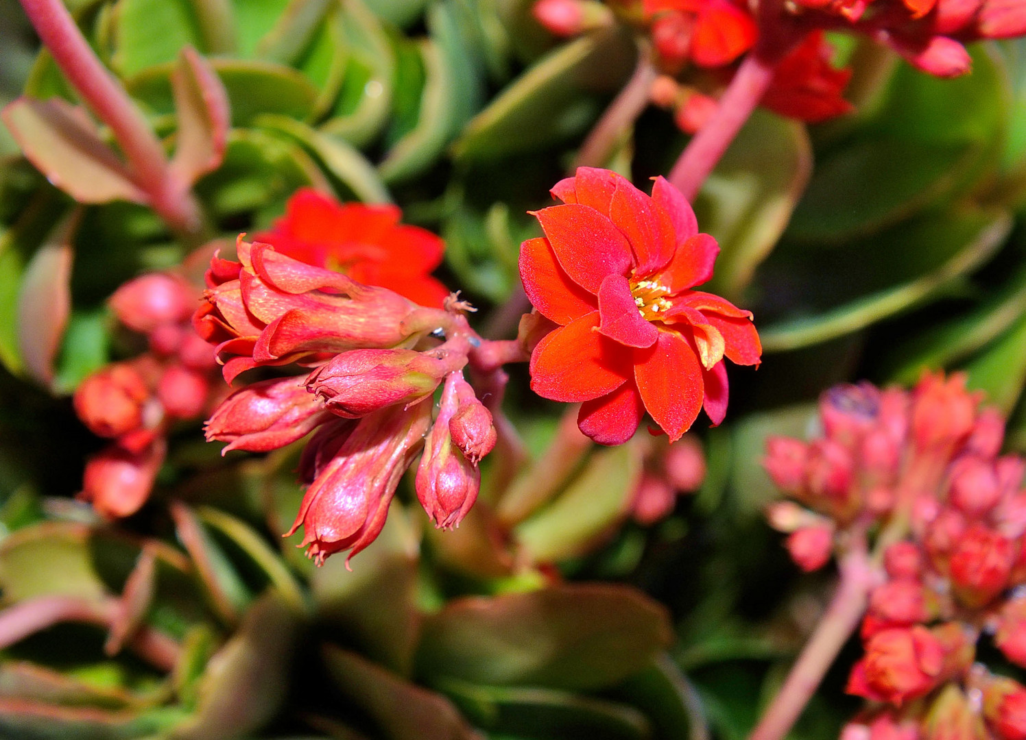 calanchoes en flor