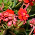 calanchoes en flor