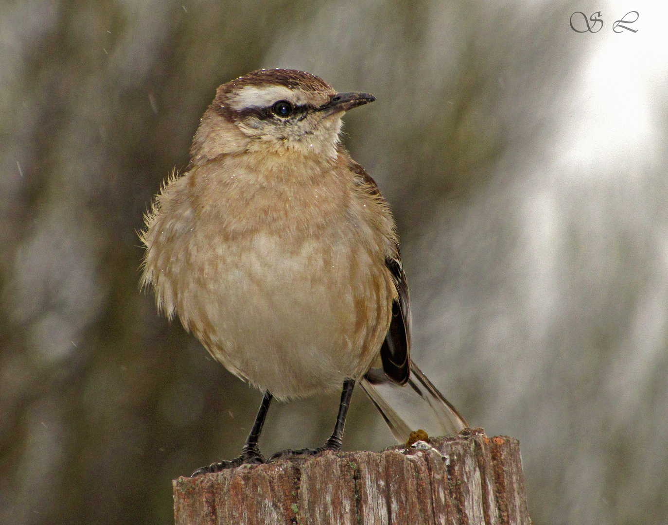 Calandria