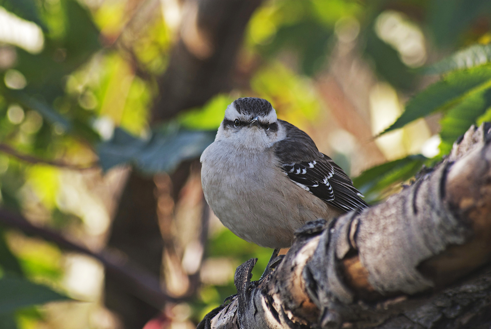 Calandria