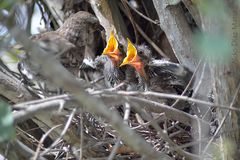 Calandria Colilarga alimentando a los pichones