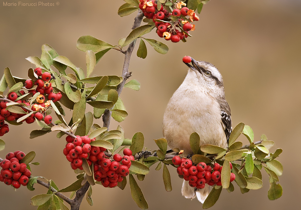 Calandria con Fruto