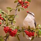 Calandria con Fruto