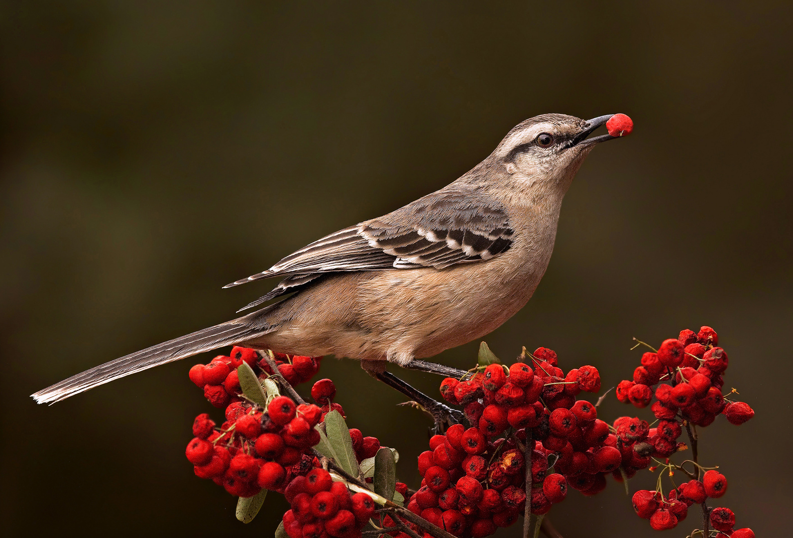 Calandria con Hambre