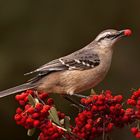 Calandria con Hambre