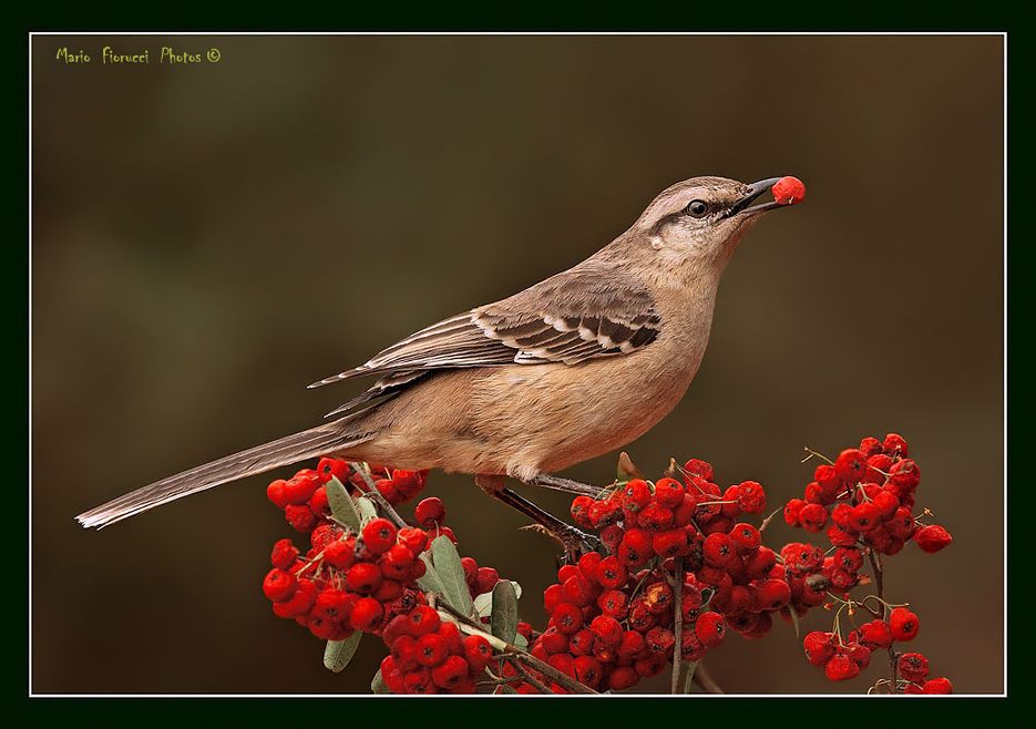 Calandria Con Hambre