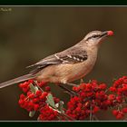 Calandria Con Hambre