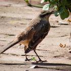 Calandria (Mimus saturninus)