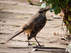 Calandria (Mimus saturninus)