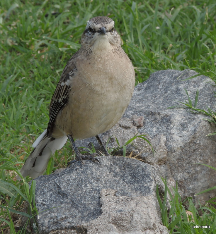 calandria modelo