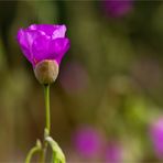 Calandrinia grandiflora