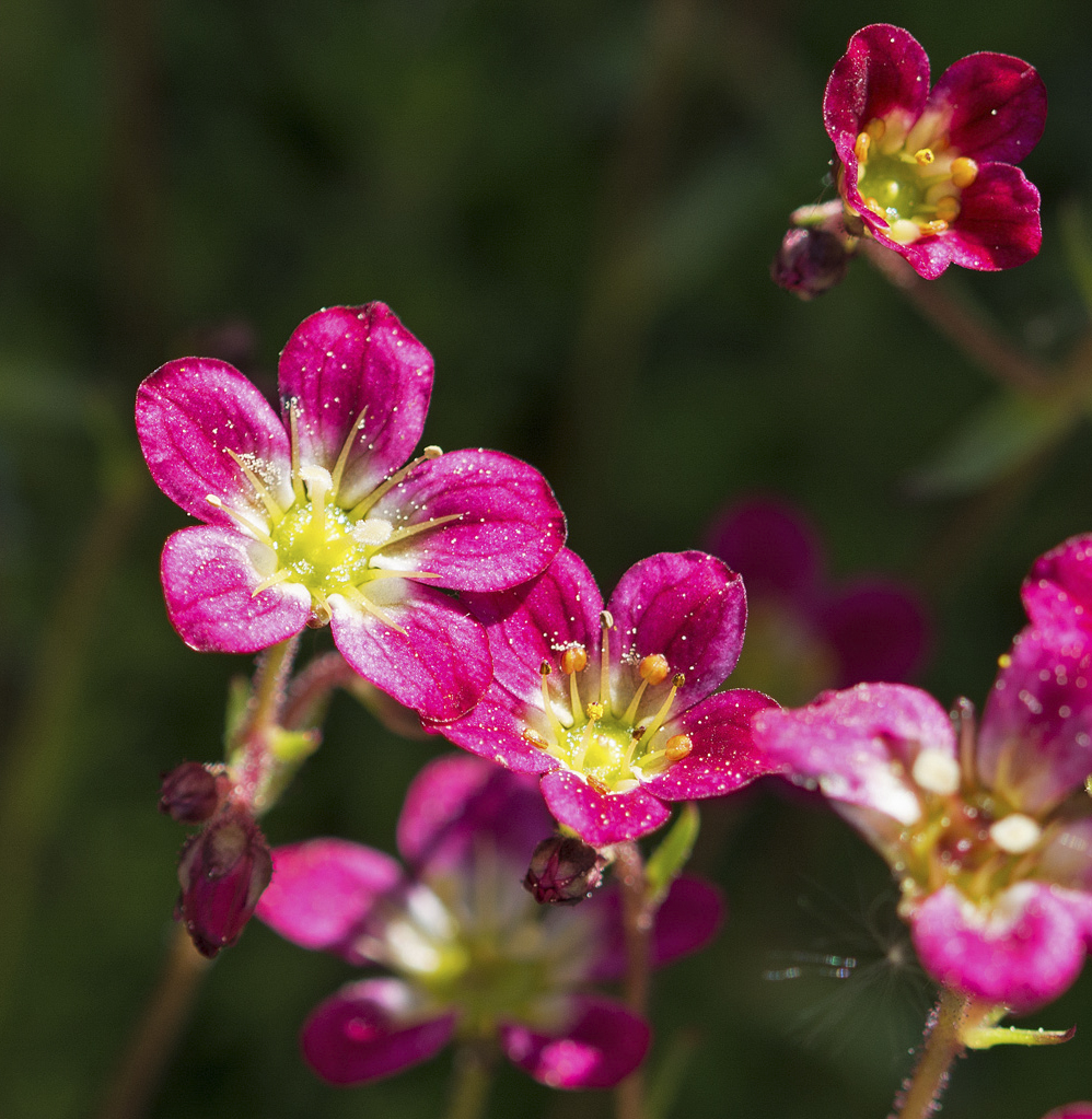 Calandrinia menziesii