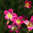 Calandrinia menziesii