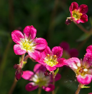 Calandrinia menziesii