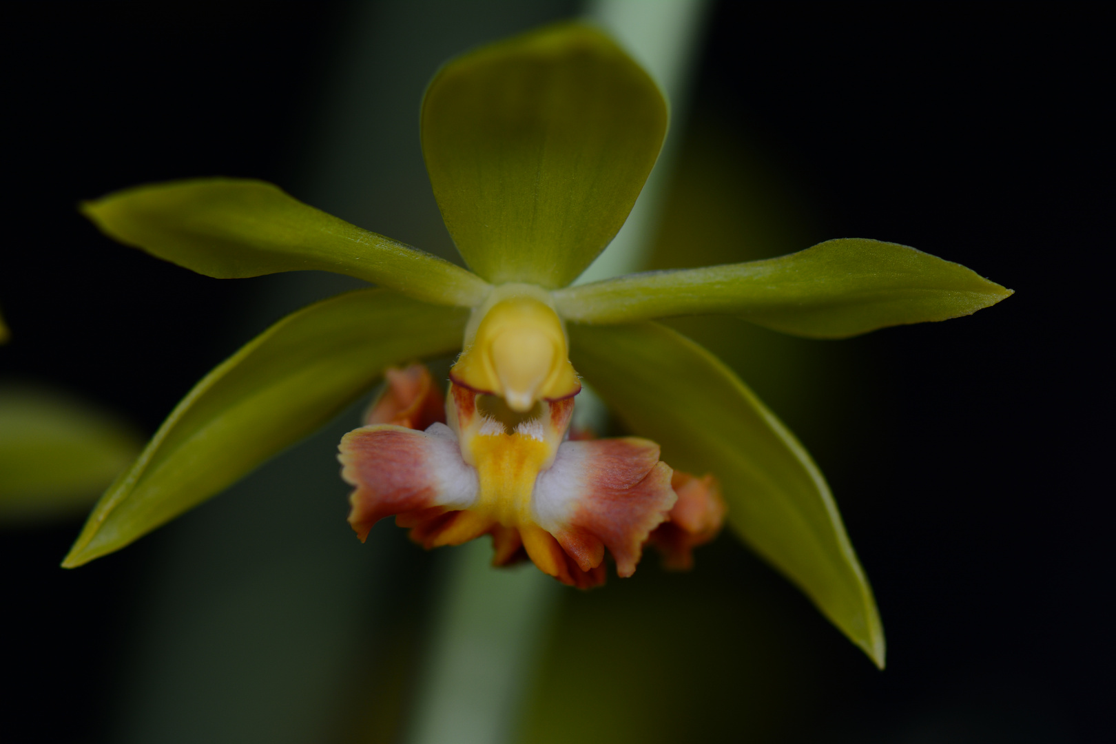 Calanthe tricarinata