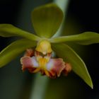 Calanthe tricarinata