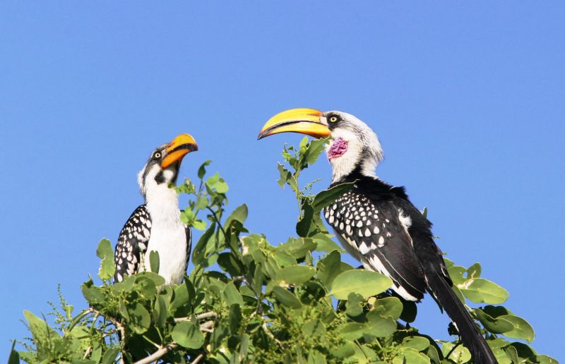 Calao à Bec Jaune (Eastern Yellow-billed Hornbill) - Kenya (modifié suite com de JB)