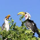 Calao à Bec Jaune (Eastern Yellow-billed Hornbill) - Kenya (modifié suite com de JB)