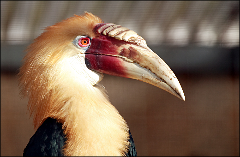 Calao di Papua