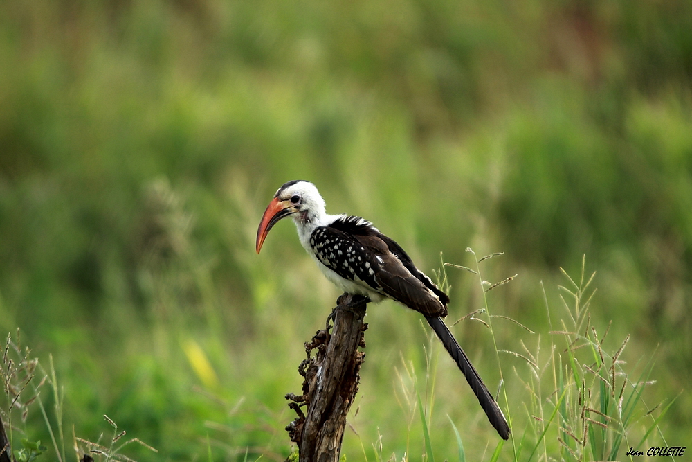 Calao. "hornbill"