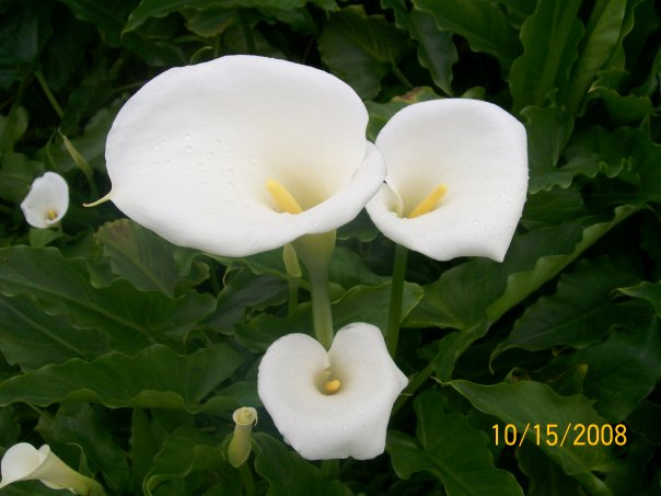 calas blancas Imagen & Foto | plantas, flores, naturaleza Fotos de fotocommunity calas blancas Imagen & Foto | plantas, flores, naturaleza Fotos de fotocommunity