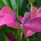 Calas rosadas