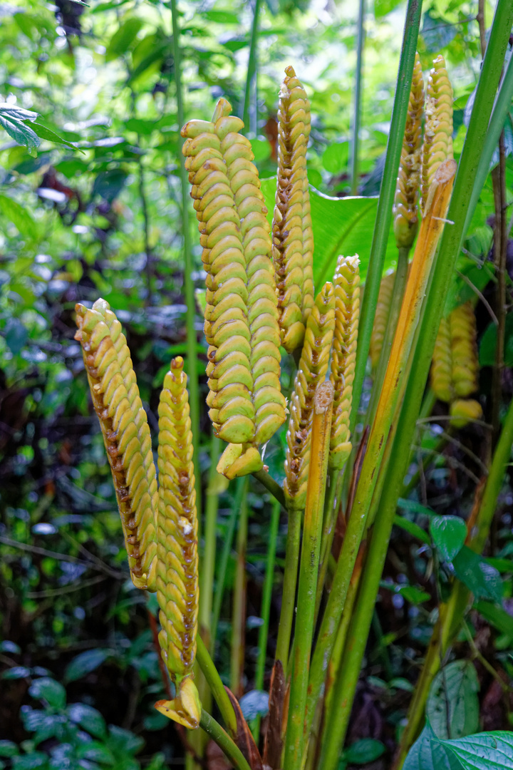 Calathea crotalifera