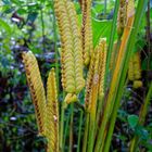 Calathea crotalifera