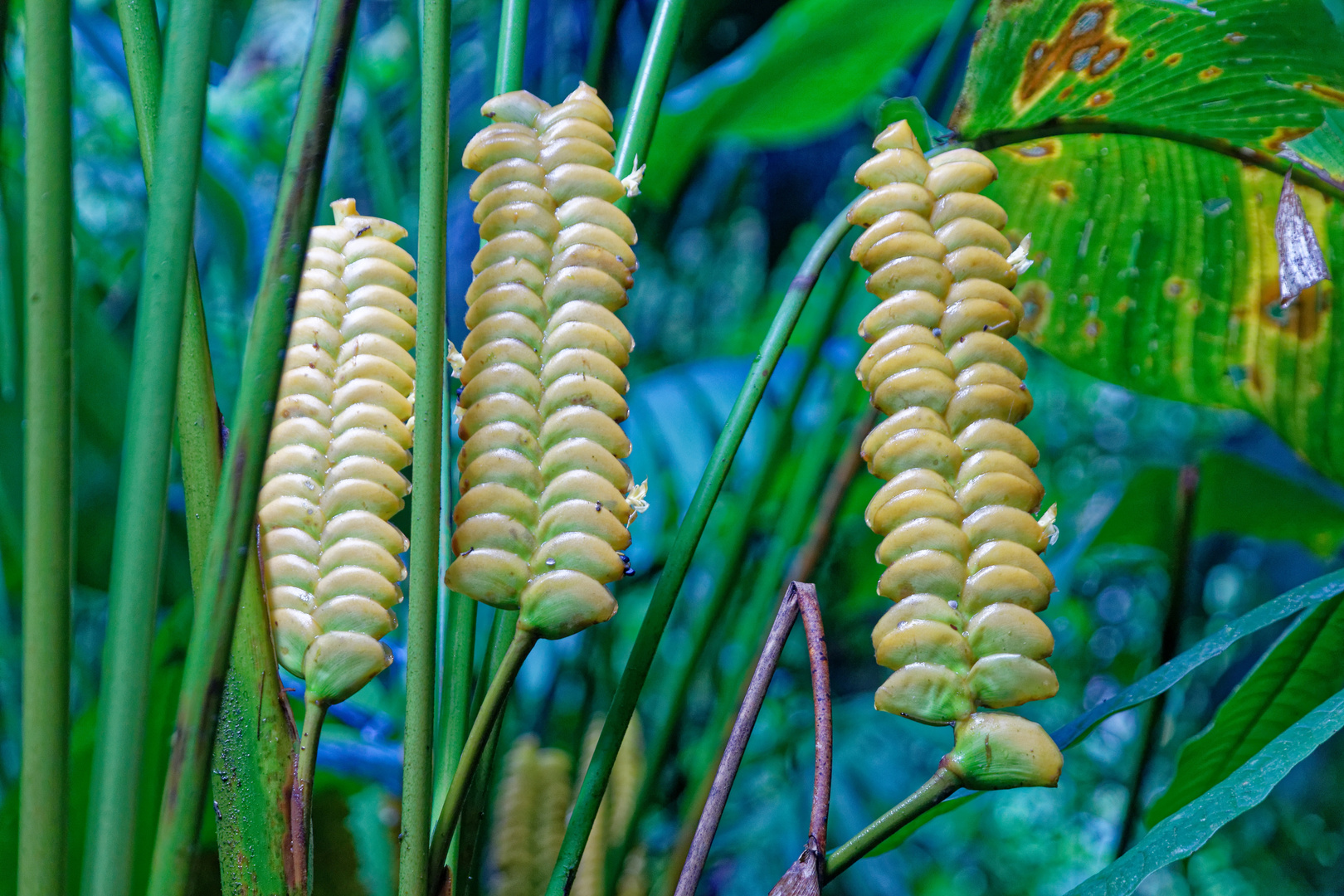 Calathea crotalifera_1