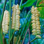 Calathea crotalifera_1