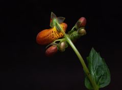 Calceolaria 