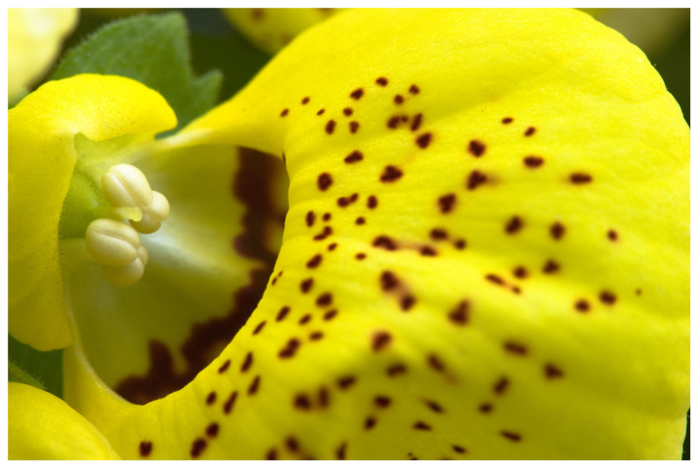 Calceolaria