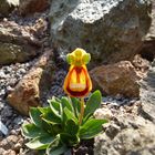 Calceolaria davwinii