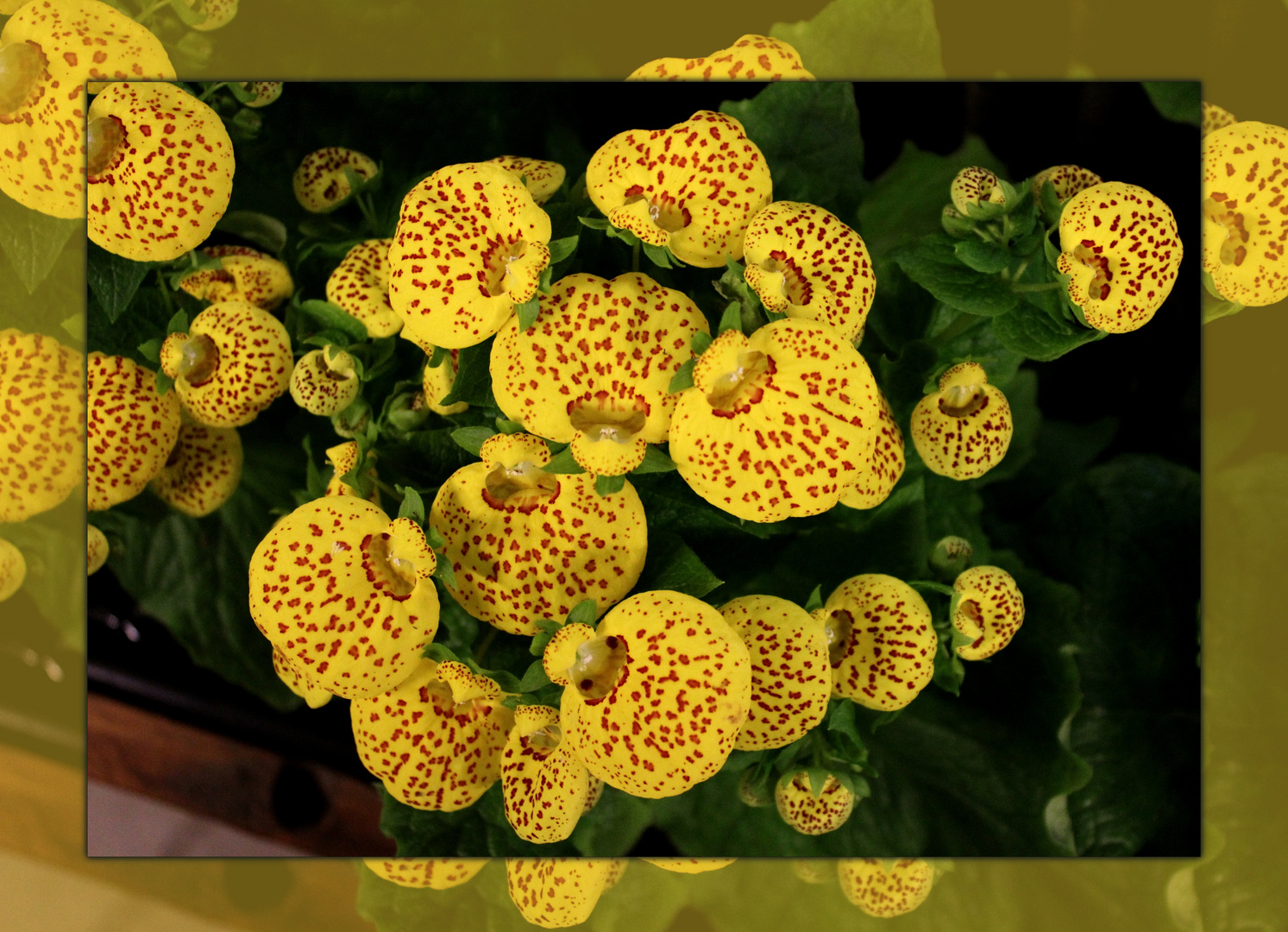  Calceolaria  herbeohybrida ...