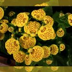  Calceolaria  herbeohybrida ...