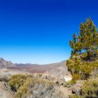 Caldera las Cañadas del Teide - Tenerife 