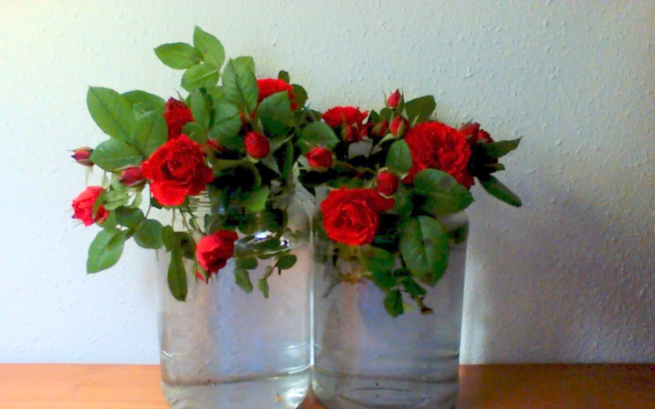 Calderita Roses