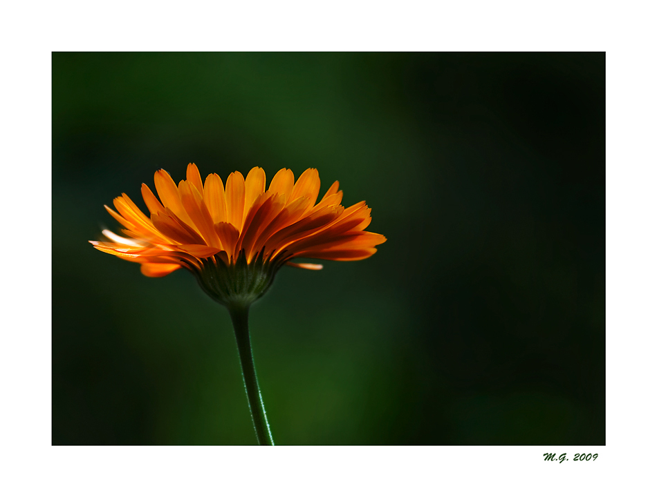 Calendula