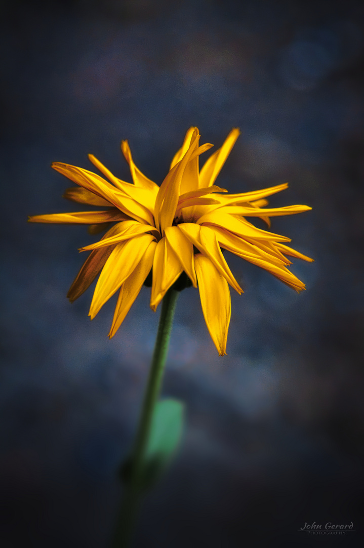 Calendula