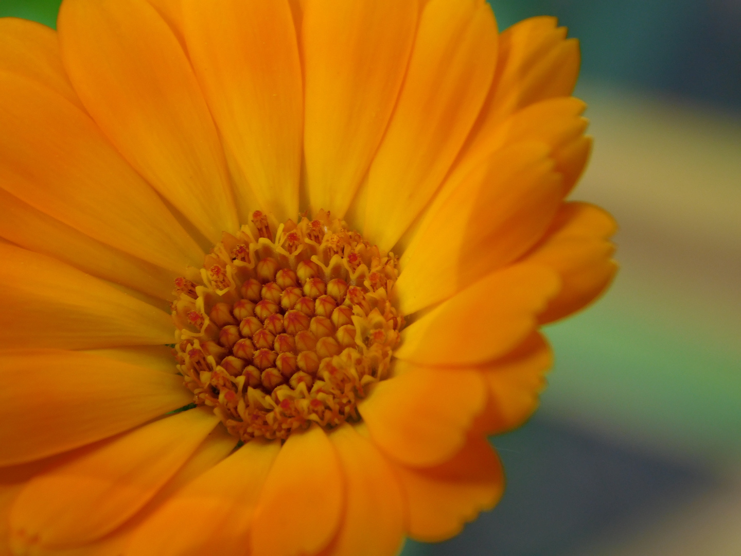 Calendula