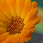 Calendula