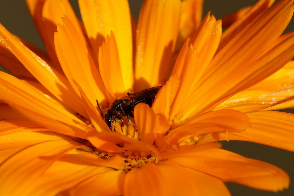 Calendula